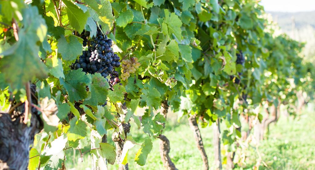 Agriturismo La Torricella Pistoia Ngoại thất bức ảnh